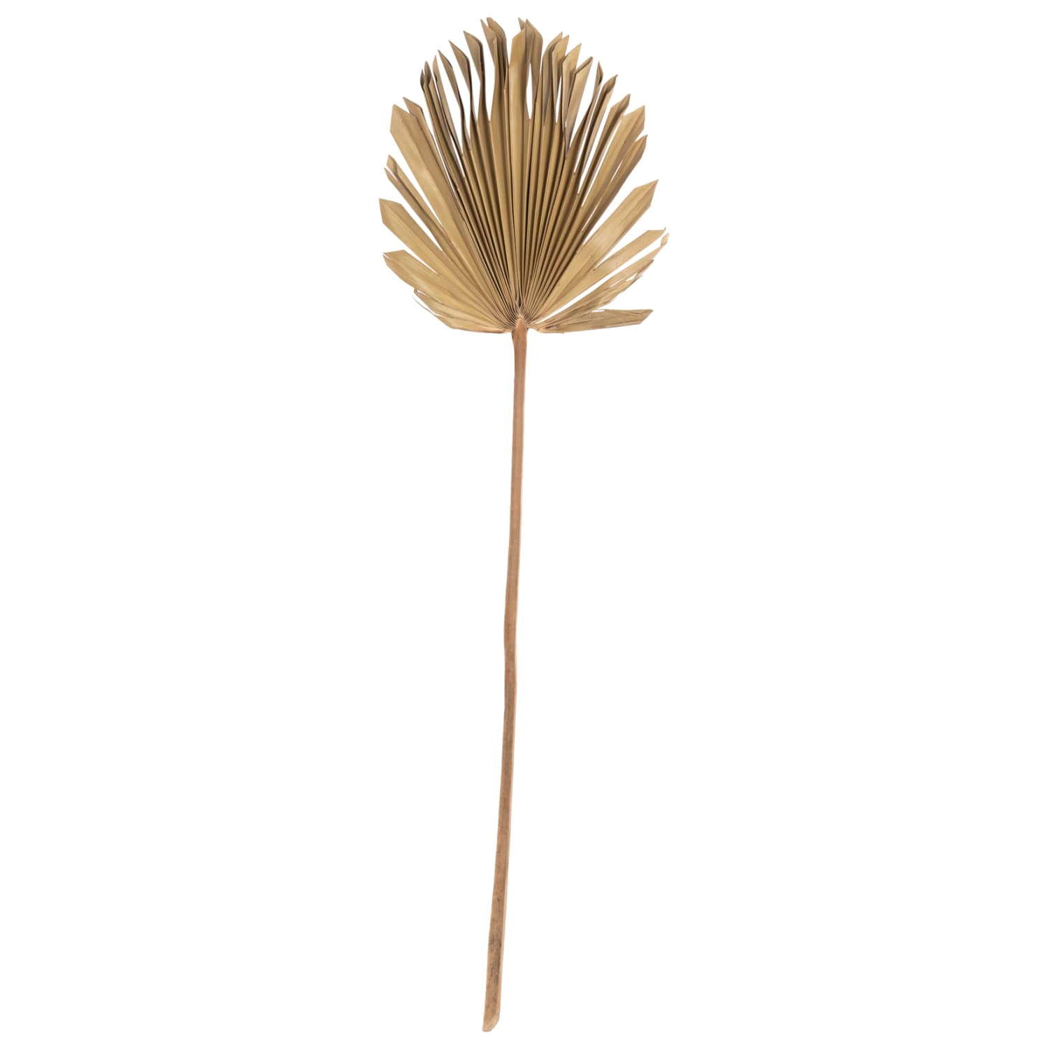 WALL DECOR DRIED PALM LEAF IN NATURAL COLOR 30x102x3 cm.