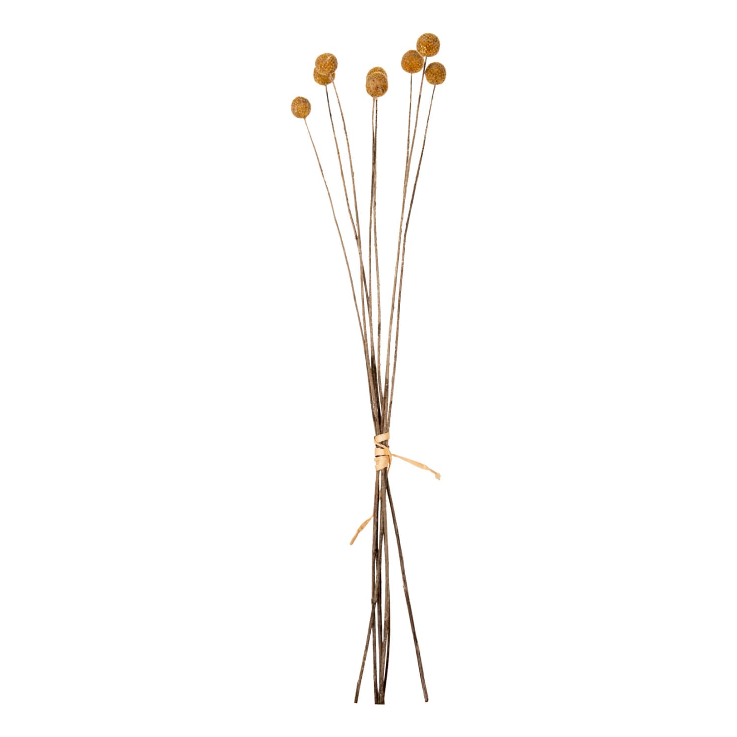 DECORATIVE DRIED BOUQUET CRASPEDIA GLOBOSA YELLOW 63Hcm.