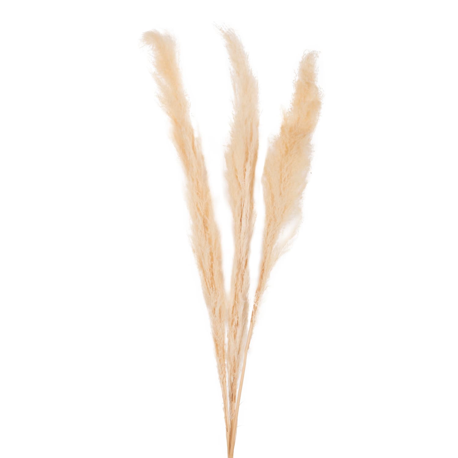 DECORATIVE DRIED REED 3PCS WHITE 140Hcm.
