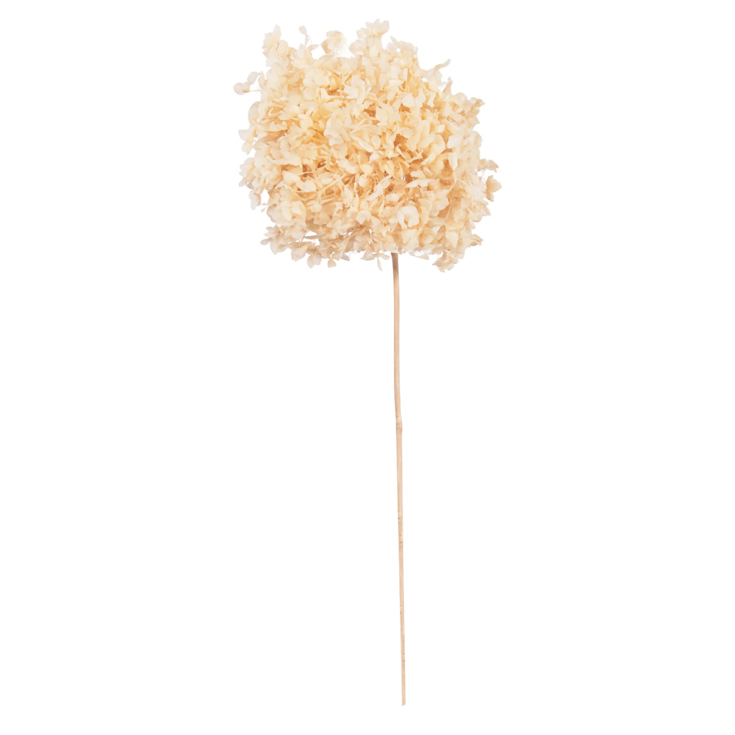 DECORATIVE DRIED FLOWER HYDRANGEA CREAM 55Hcm.