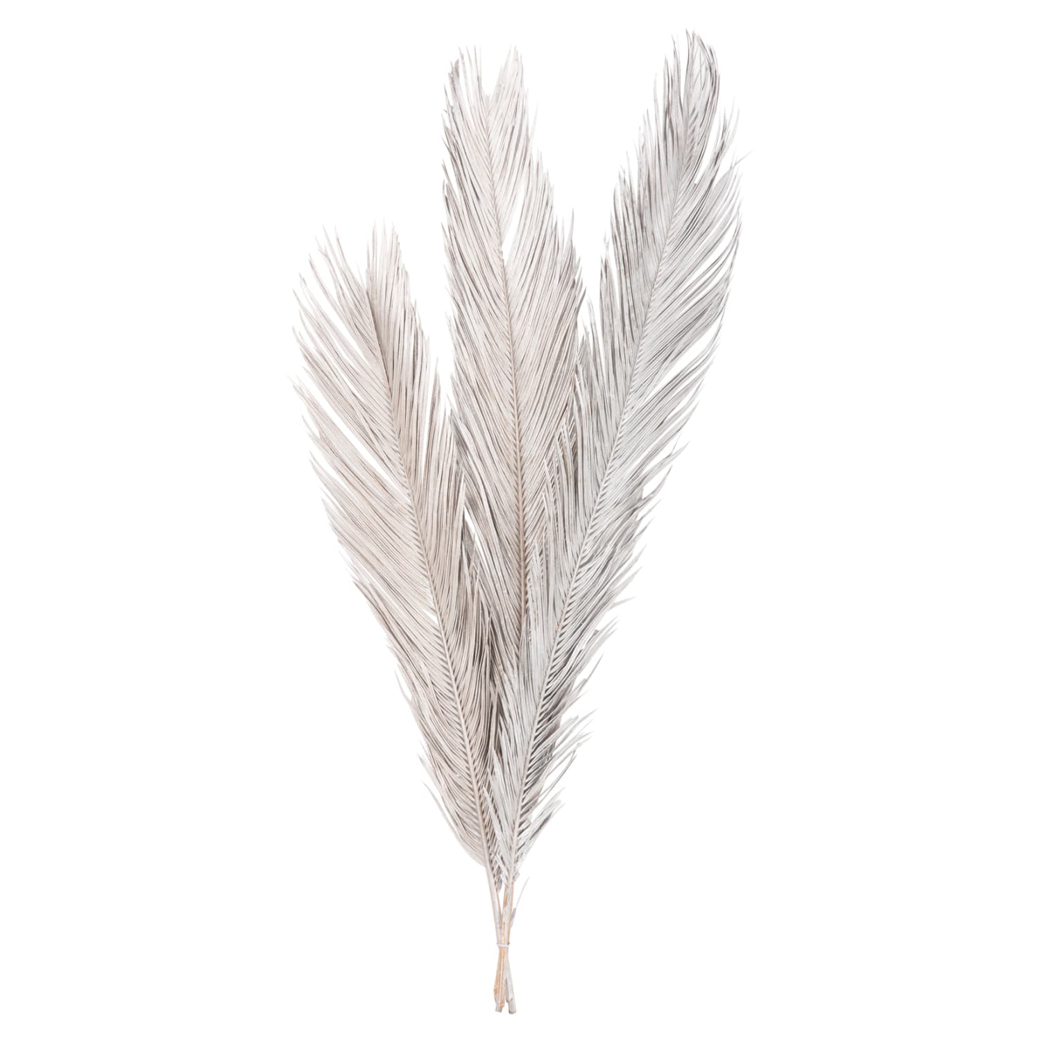 DECORATIVE DRIED 3-LEAF SET OF PALM TREE SILVER 1120Hcm.